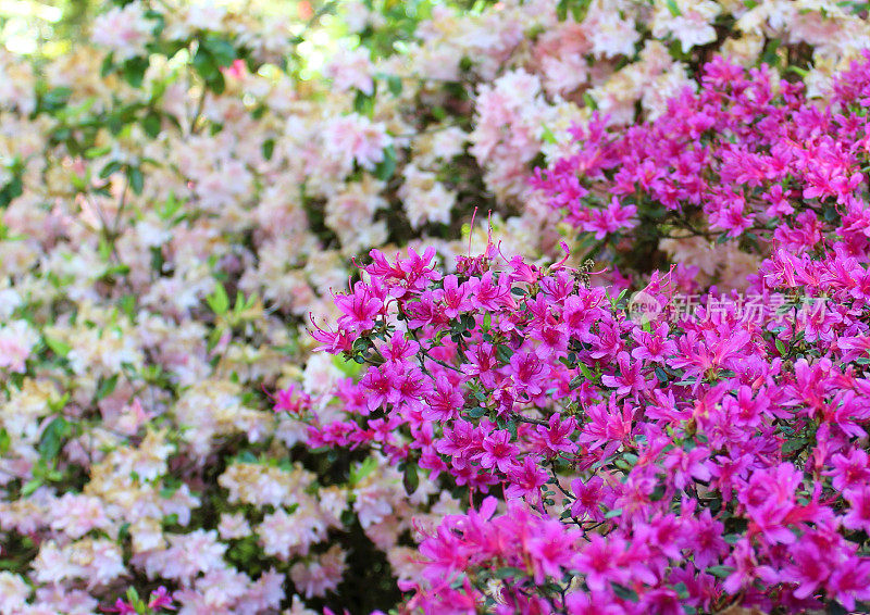 粉红色/紫色和白色的杜鹃花在春天